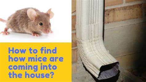 How Do Mice Get In Your House And How They Find Entry Points