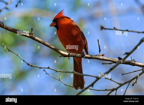 Northern Cardinal Sitting On A Branch Stock Photo Alamy