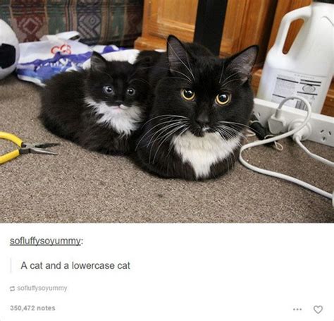 A Cat And A Lowercase Cat Cat Meme Of The Decade Lol Cat Memes