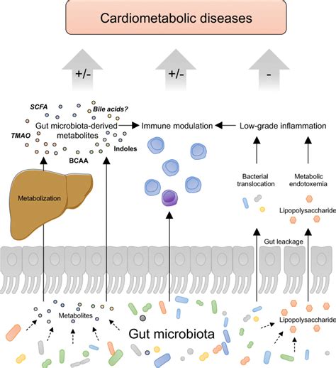 Gut Microbiota Associated Mechanism In Cardiometabolic Diseases