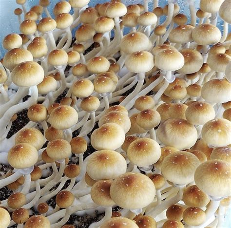 B Cubensis Mushroom Spores Fullsend Organicks