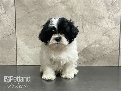 Shih Tzumaltese Puppy Black And White Id29116 Located At Petland Frisco
