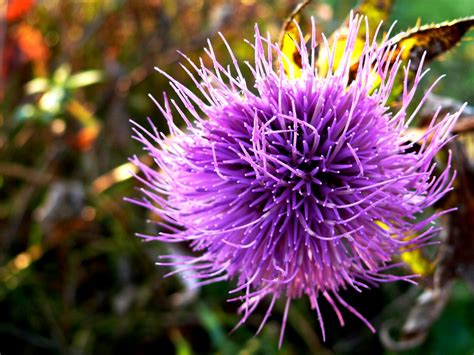 Purple Sea Anemone Like Flower Ben Carlisle Flickr