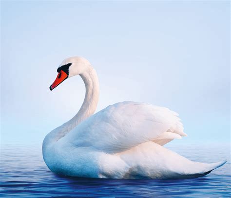 Are you performing butterfly pose daily? Swan Yoga Pose by Regina Kerschbaumer - Yoga Orchid