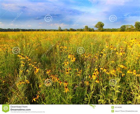 Illinois Prairie Flowers In Bloom Stock Photo Image Of Ecology Eyed