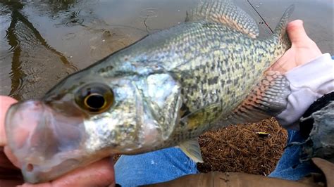 Big Slab Crappie Madness Fishing For Long Island Spring Crappies