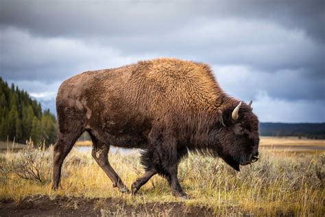 Whats The Difference Bison Vs Buffalo Forest Preserve District Of