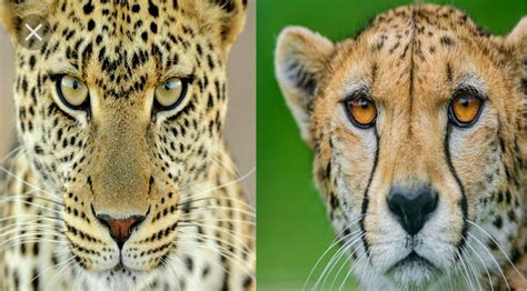 Leopard vs Cheetah | Cheetah, Leopard, Cheetah costume
