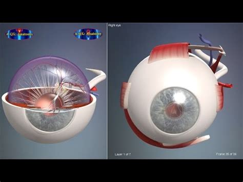 You can define the eye as an organ of vision which makes you visualize but, it cannot give you all the interesting information about its working mechanism and capabilities. Eye structure, Eyeball | 3D Human Anatomy | Organs - YouTube
