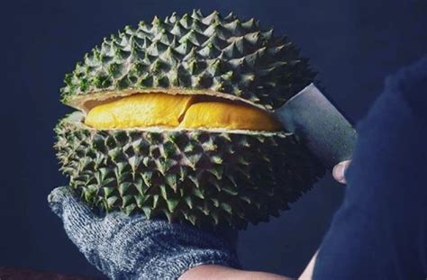 Saking enaknya, kepopuleran durian ini bahkan menyaingi durian monthong asal kami menjual bibit durian musang king bermutu tinggi yang menghasilkan buah dengan daging tebal, pulen, dan lembut. Dampak Wabah Virus Corona, Harga Durian Musang King Anjlok ...