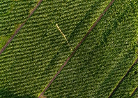 Aerial View Of Green Grass Field Photo Free Green Image On Unsplash