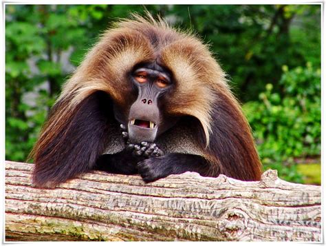 Foto Lucu Binatang Monyet Terbaru | Display Picture Unik