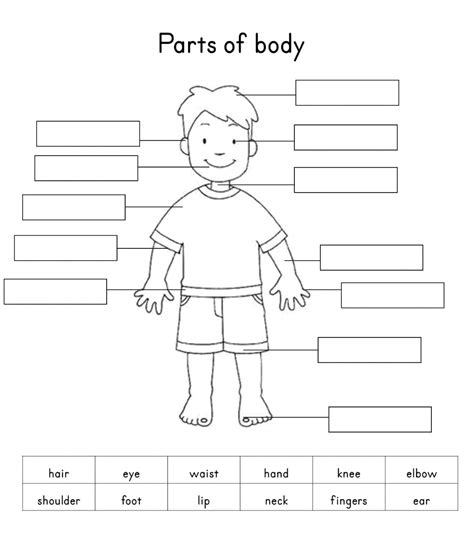 Free Printable Human Body Worksheets Printable JD