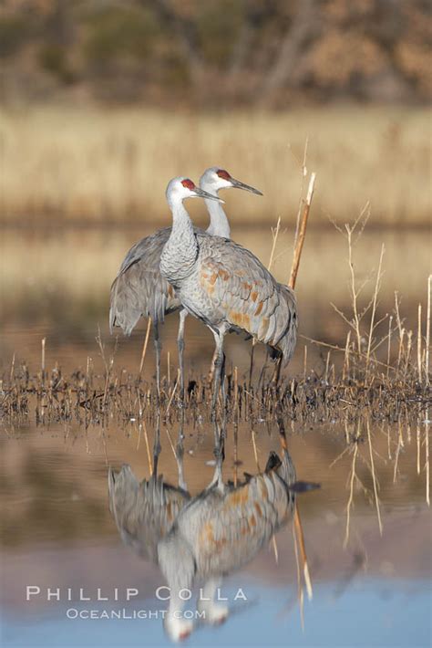 Two Sandhill Cranes Grus Canadensis Bosque Del Apache National Wildlife Refuge Socorro New