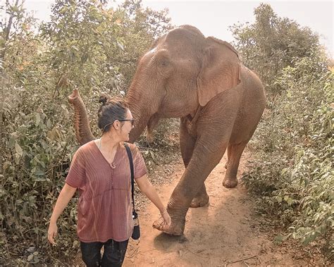 The Best Elephant Sanctuary To Volunteer At In Chiang Mai Thailand