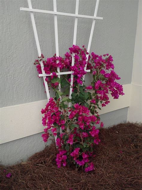 Hanging out in my bougainvillea trellis. Best Trellis For Bougainvillea | Best in Travel 2018