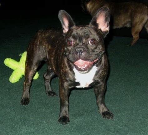 All of our french bulldogs are registered through the american kennel club (akc). French Bulldog Puppies - French Bulldog Breeders - AKC ...