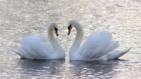 Two White Mute Swans Are Floating On Body Of Water Hd Animals