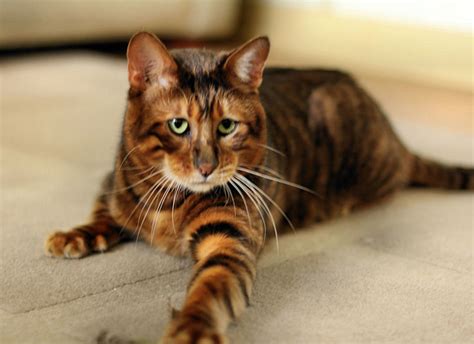 Toygers ~ One Of The Cutest Cat Breeds Ever Hubpages