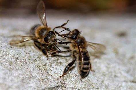 Russian Honey Bees Their History And Care Minneopa Orchards