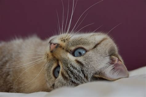 For cats, whiskers serve three purposes: The What, Why, and Wonder of Cat Whiskers - whisker ...