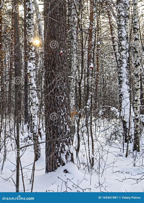 Winter Evening Sun Shines Through The Branches Of Trees In The Forest