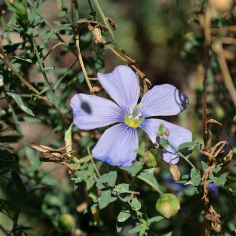 Blue Flax Heirloom Seeds Terroir Seeds