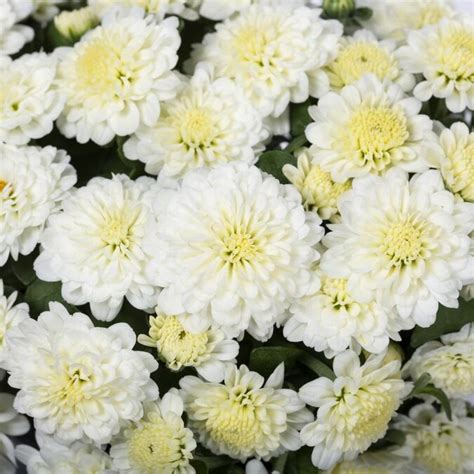 A living thing that grows in the earth and usually has a stem, leaves and roots, especially one that is smaller than a tree or bush. 1-Quart White Garden Mum in Pot (L5581) in the Annuals ...