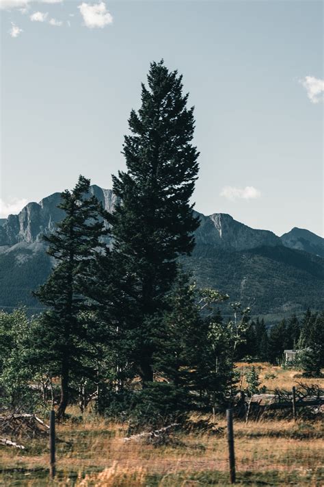 Green Pine Trees Near Mountain Under A Blue Sky · Free Stock Photo