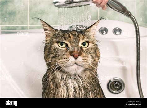Wet Cat Funny Cat In The Bath Stock Photo Alamy