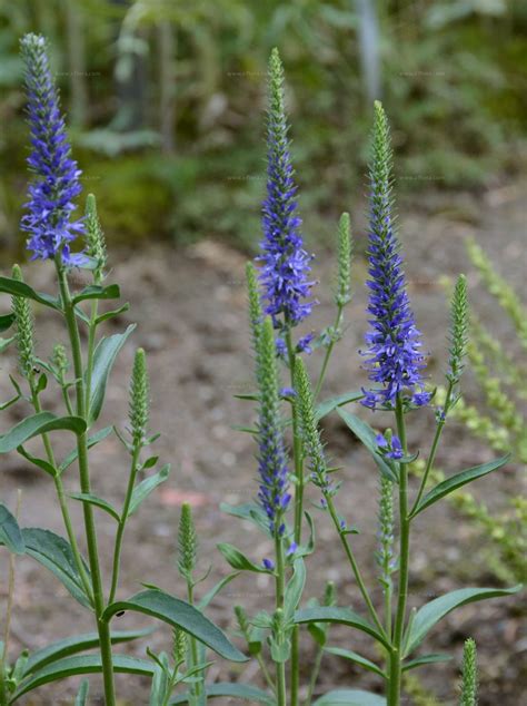 Veronica, veronika, etc., may refer to: Suche nach Arten - Ähriger Ehrenpreis (Veronica spicata L.)