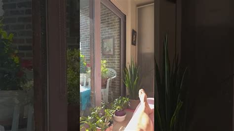 Naked Sunbath At Home Sep Youtube