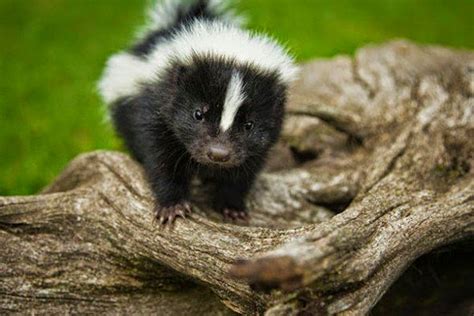 Smiling Skunk Cute Skunks