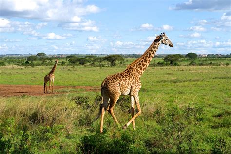 Tour Nairobi Privé Excursie Safari Nairobi National Park 333travel