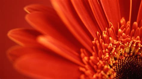 Red Gerbera Daisy Wallpapers Wallpapers Hd