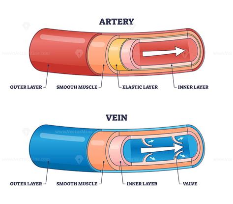 Artery Vs Vein Structure Compared With Anatomical Differences Outline Diagram In 2022 Arteries