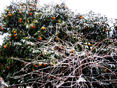 Манчини роберто (roberto mancini) футбол главный тренер италия 27.11.1964. Snow & orange