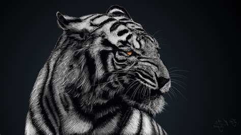 Tiger Face Black And White Wallpaper Rizop