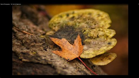 Nature Photography Ten Tips For Beginners Youtube