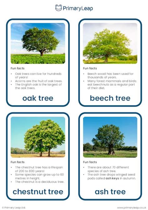 Science Trees Flashcards Worksheet Uk