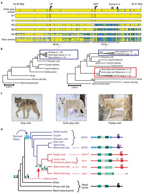 Yellow Dogs And White Wolves Share An Ancient Hcp Haplotype A