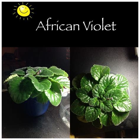 They are small and easy to grow while might bloom with low light, the best growing light condition for them is bright, indirect sunlight. 135 best African Violets images on Pinterest | African ...