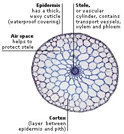 Maybe you would like to learn more about one of these? The Plant Anatomy: Everything You Need to Know!