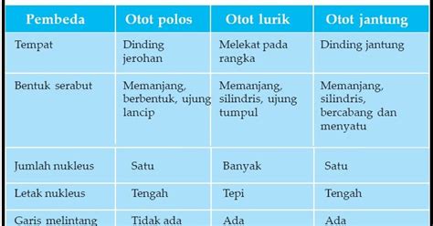 Gambar otot jantung dan otot polos. Beda Otot Polos Lurik dan Jantung - Soal Spensa