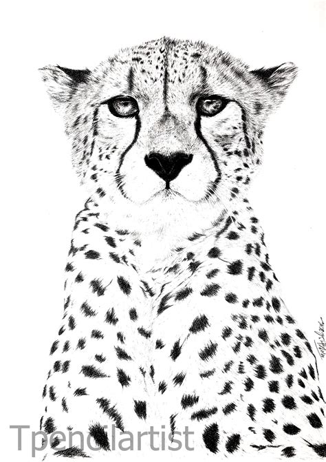 Print Sale Of Realistic Graphite Pencil Drawing Of Asiatic Cheetah