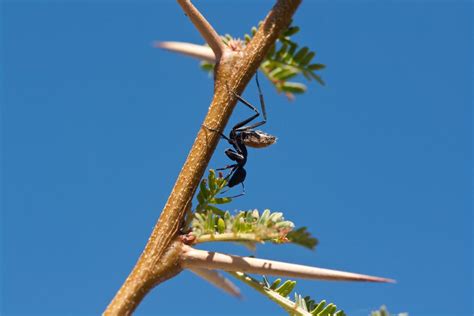Relationship Between Acacia Tree And Ants Science Struck