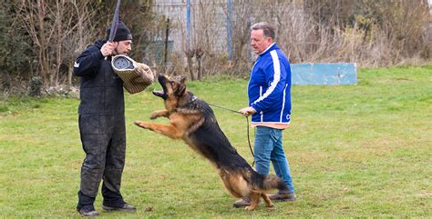 Are German Shepherds Known To Be Aggressive