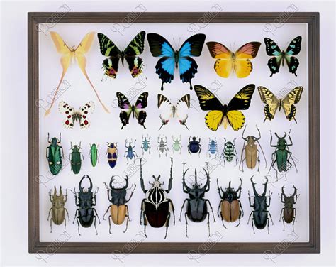 蝶と昆虫の標本箱 | ストックフォト | アールクリエーション