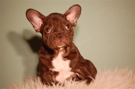 Due to the delicate nature of our french bulldog puppies, we will not ship them alone in cargo under any circumstances. FULL CHOCOLATE FRENCH BULLDOG / PUPS ***** | Carmarthen ...