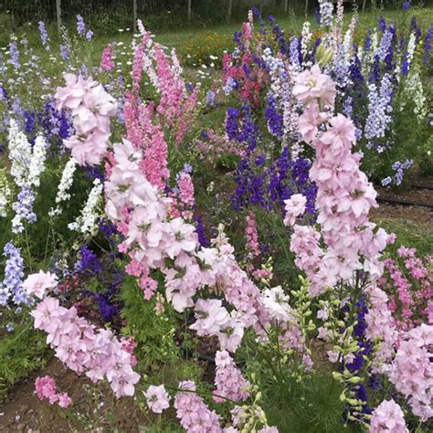 Larkspur Giant Imperial Mix Organic Seed Harris Seeds